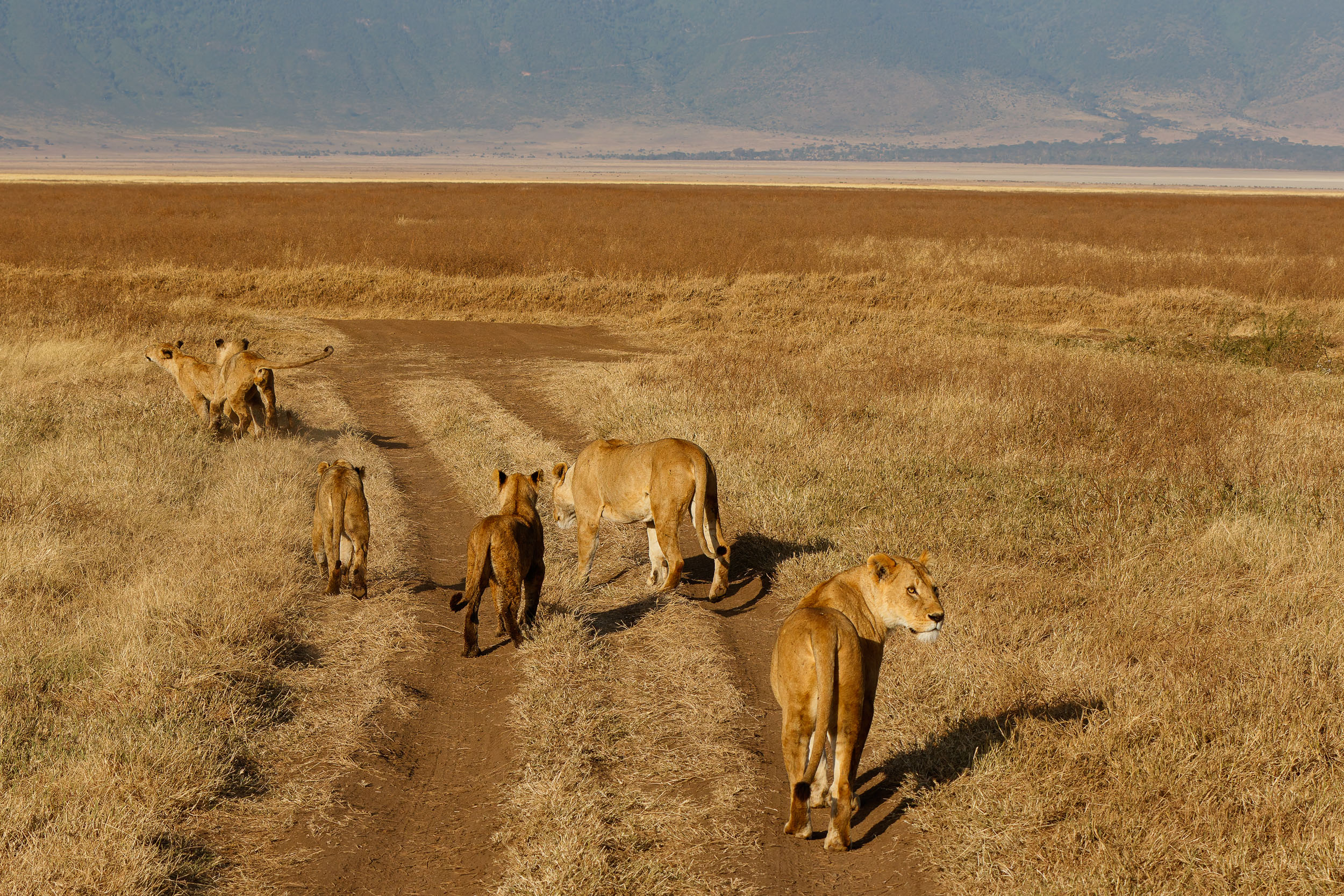 Crater, Lion, Ngorongoro Conservation Area, Tanzania