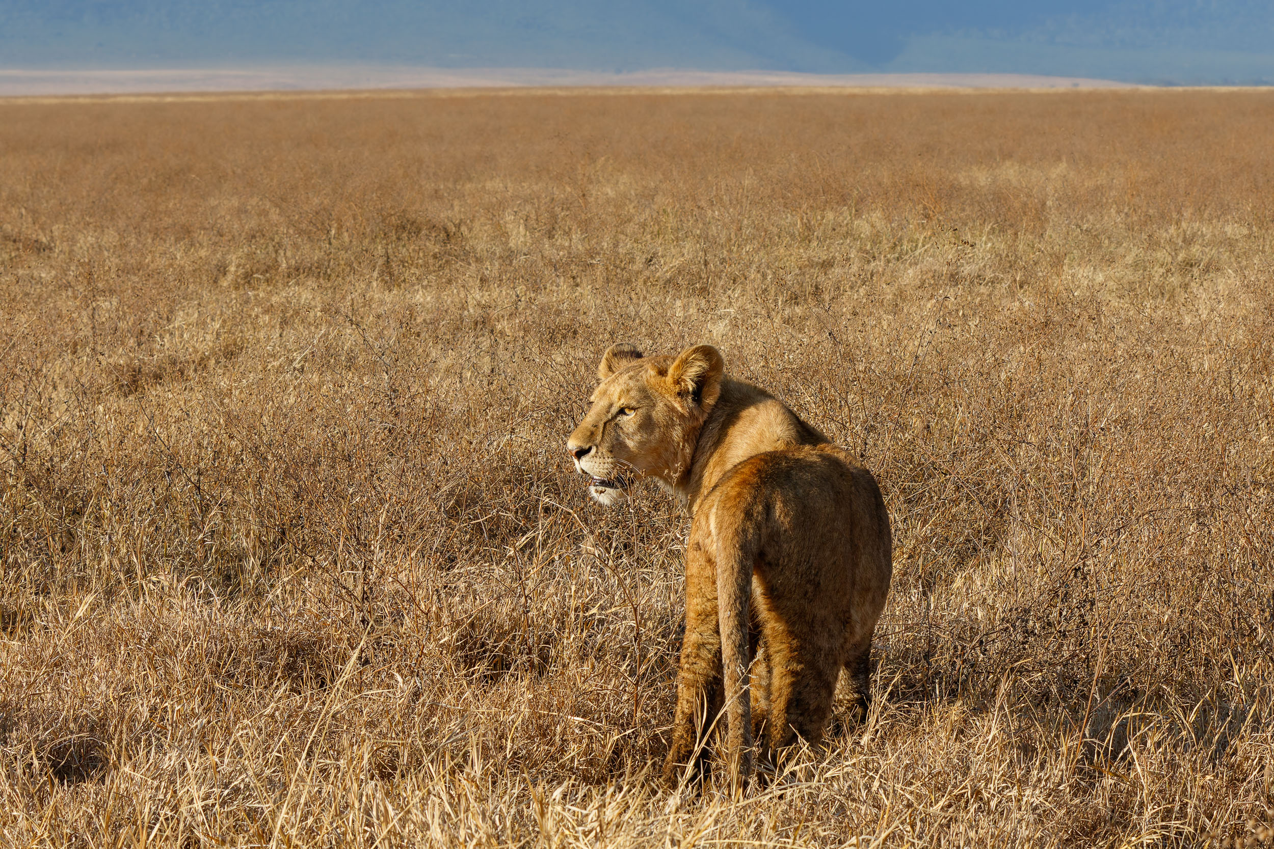 Crater, Lion, Ngorongoro Conservation Area, Tanzania, Wildlife