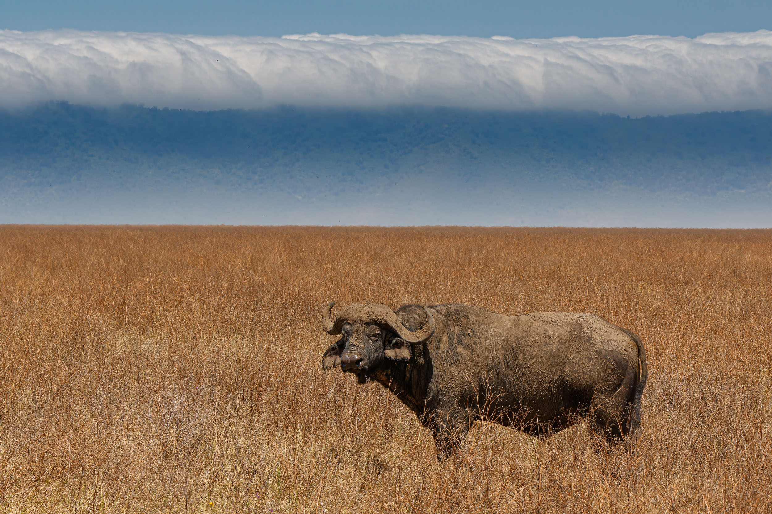 Buffalo, Crater, Ngorongoro Conservation Area, Tanzania, Wildlife