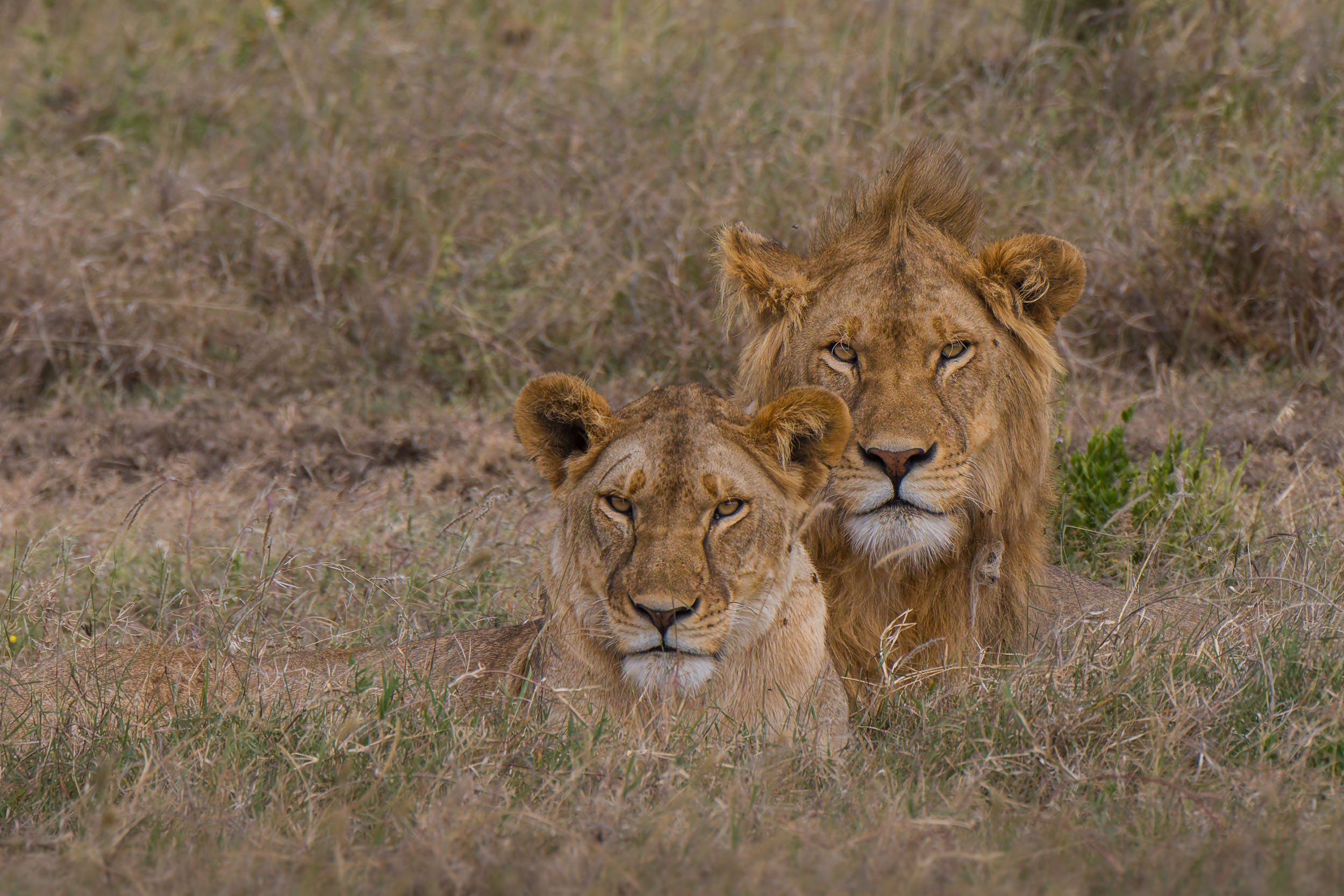 Highlights, Lion, Serengeti National Park, Seronera, Tanzania, Wildlife, print