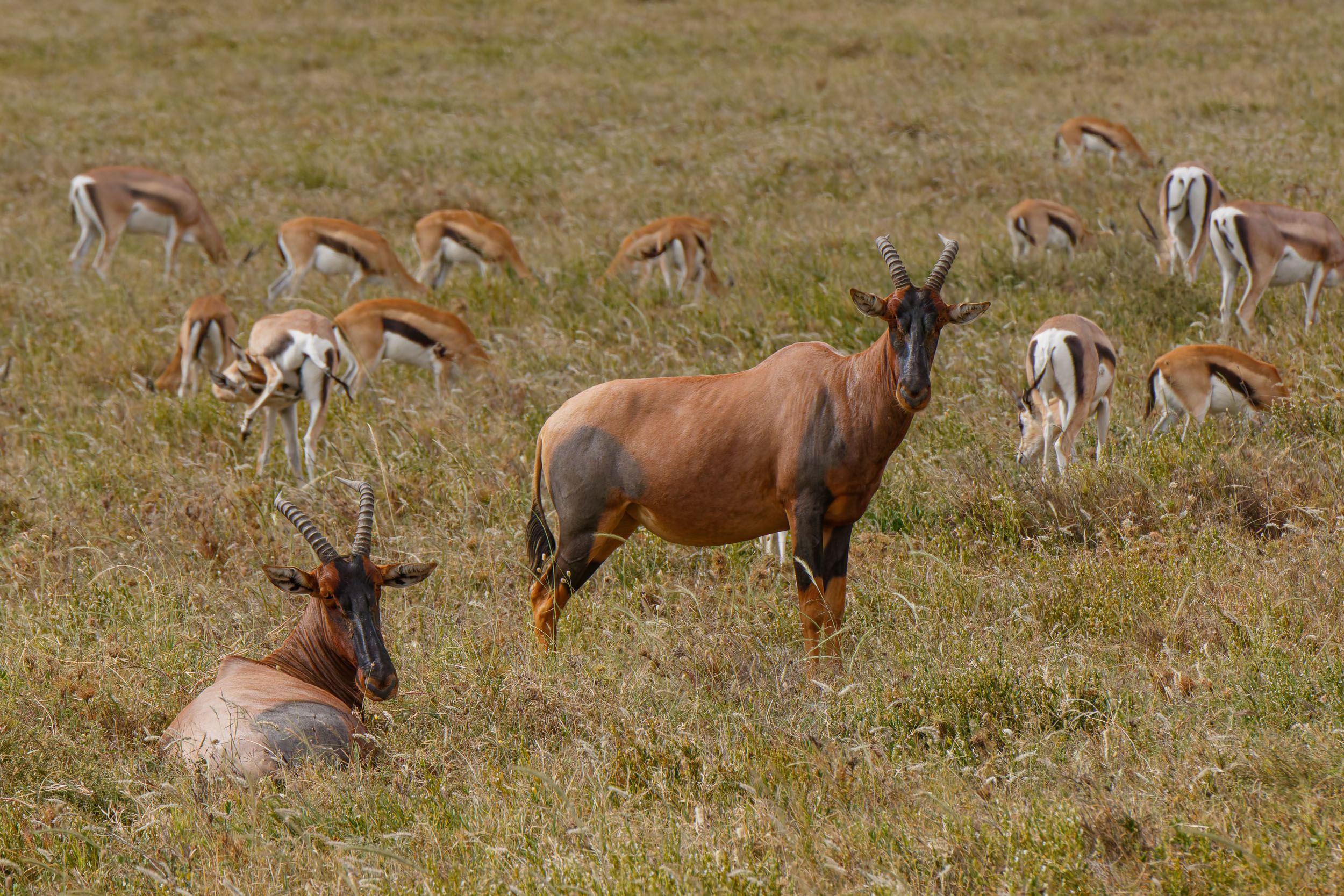 Highlights, Serengeti National Park, Seronera, Tanzania, Topi, Wildlife