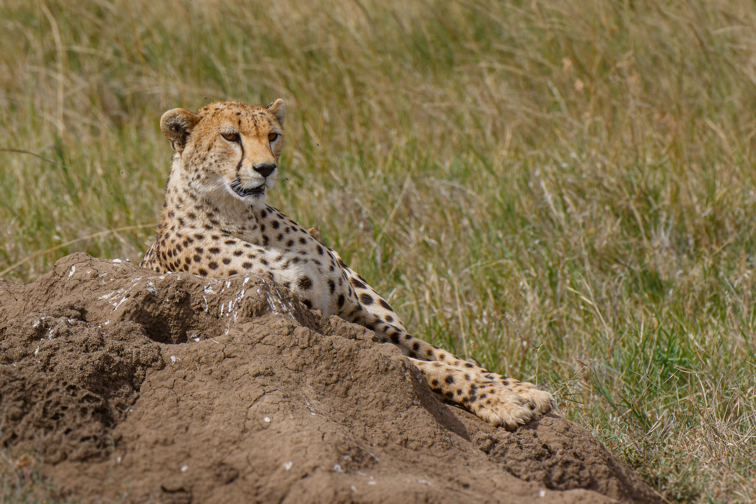 Cheetah, Highlights, Serengeti National Park, Seronera, Tanzania, Wildlife