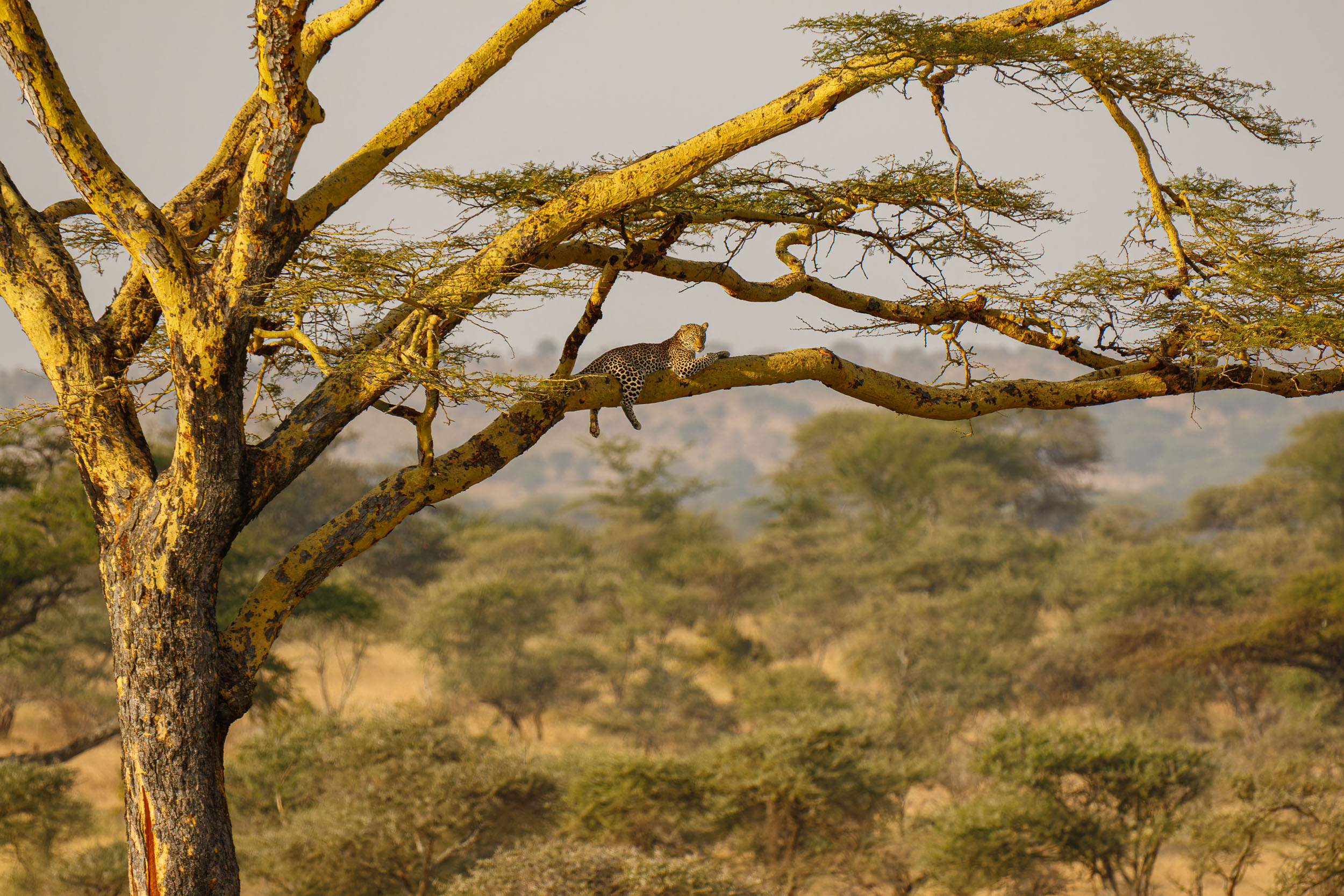 Animals, Highlights, Leopard, Serengeti National Park, Seronera, Tanzania, Wildlife