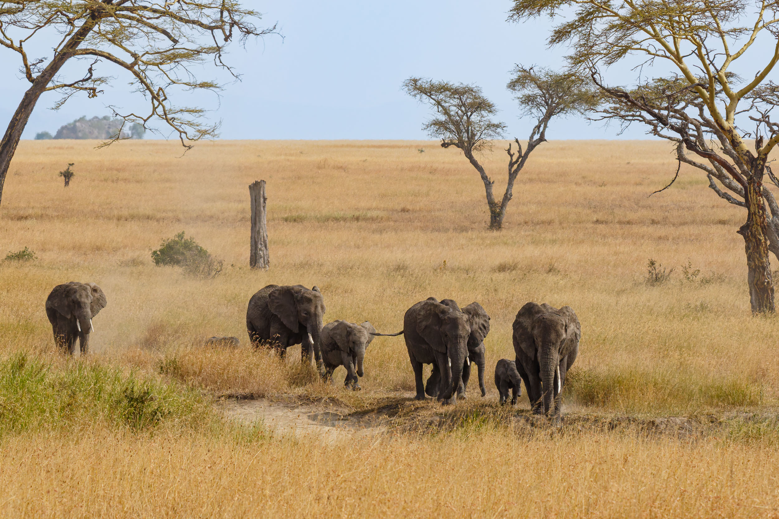 Highlights, Serengeti National Park, Seronera, Tanzania, Wildlife