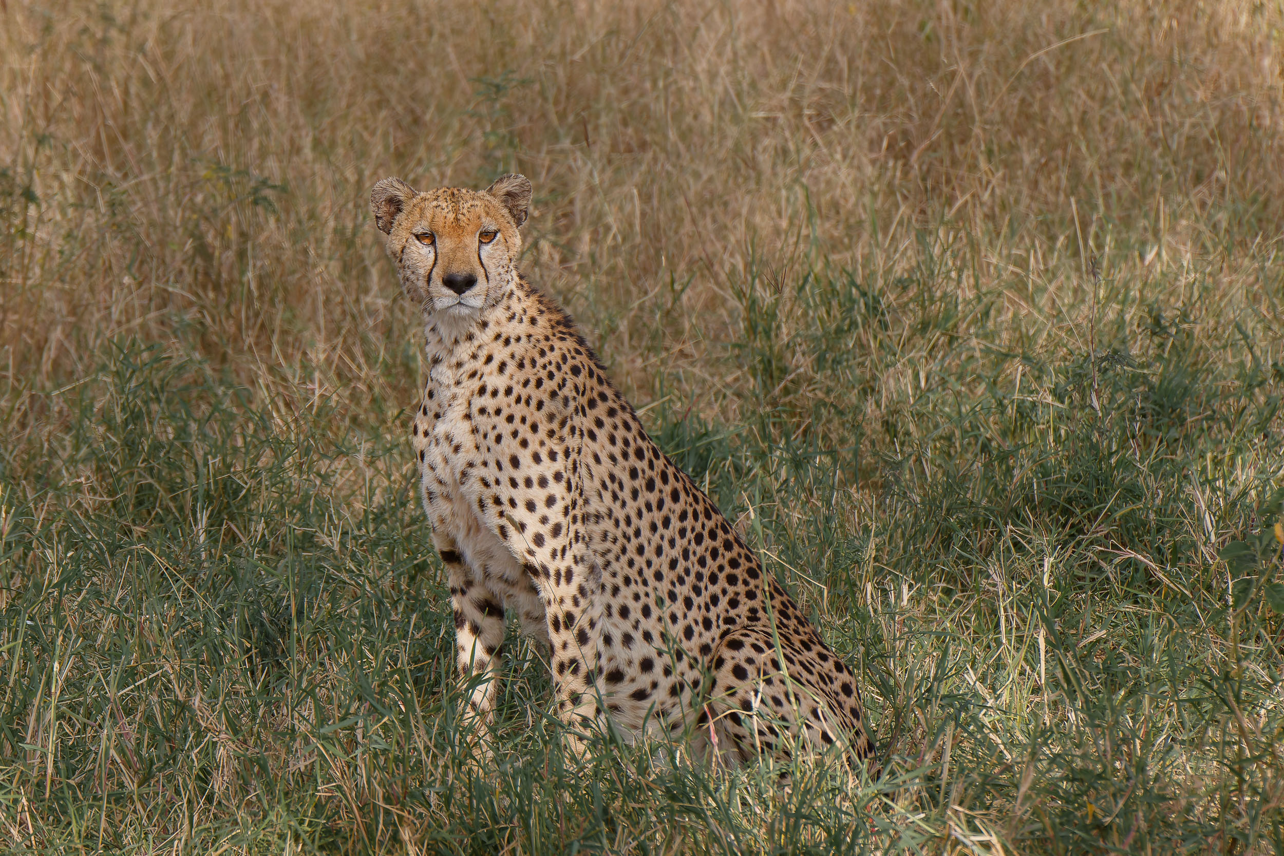 Cheetah, Highlights, Serengeti National Park, Seronera, Tanzania, Wildlife