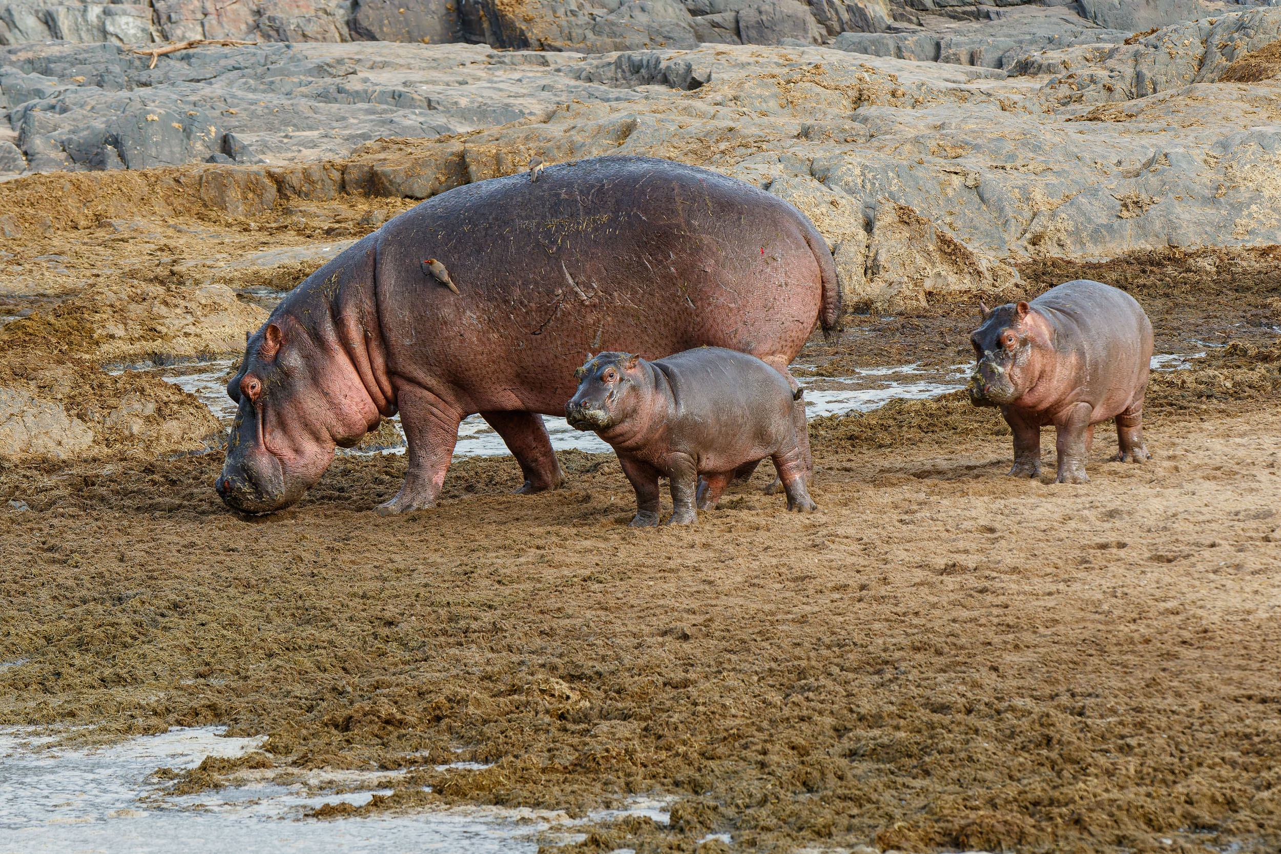 Highlights, Hippo, Serengeti National Park, Seronera, Tanzania