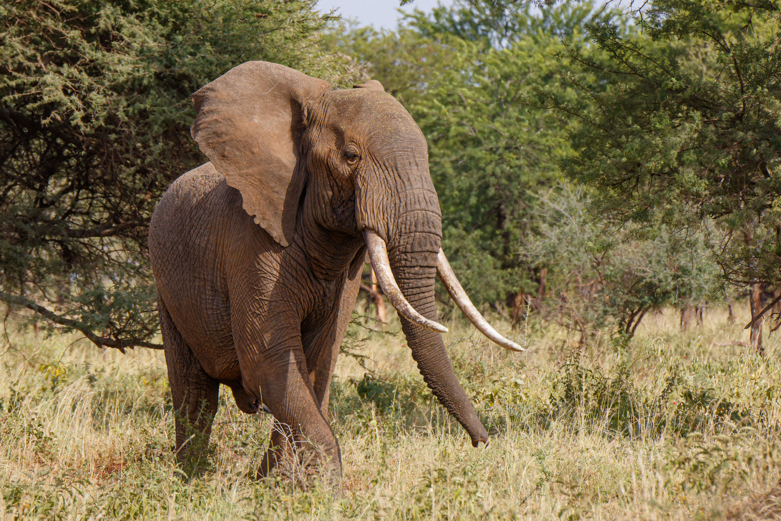 Animals, Elephant, Highlights, Serengeti National Park, Seronera, Tanzania, Wildlife