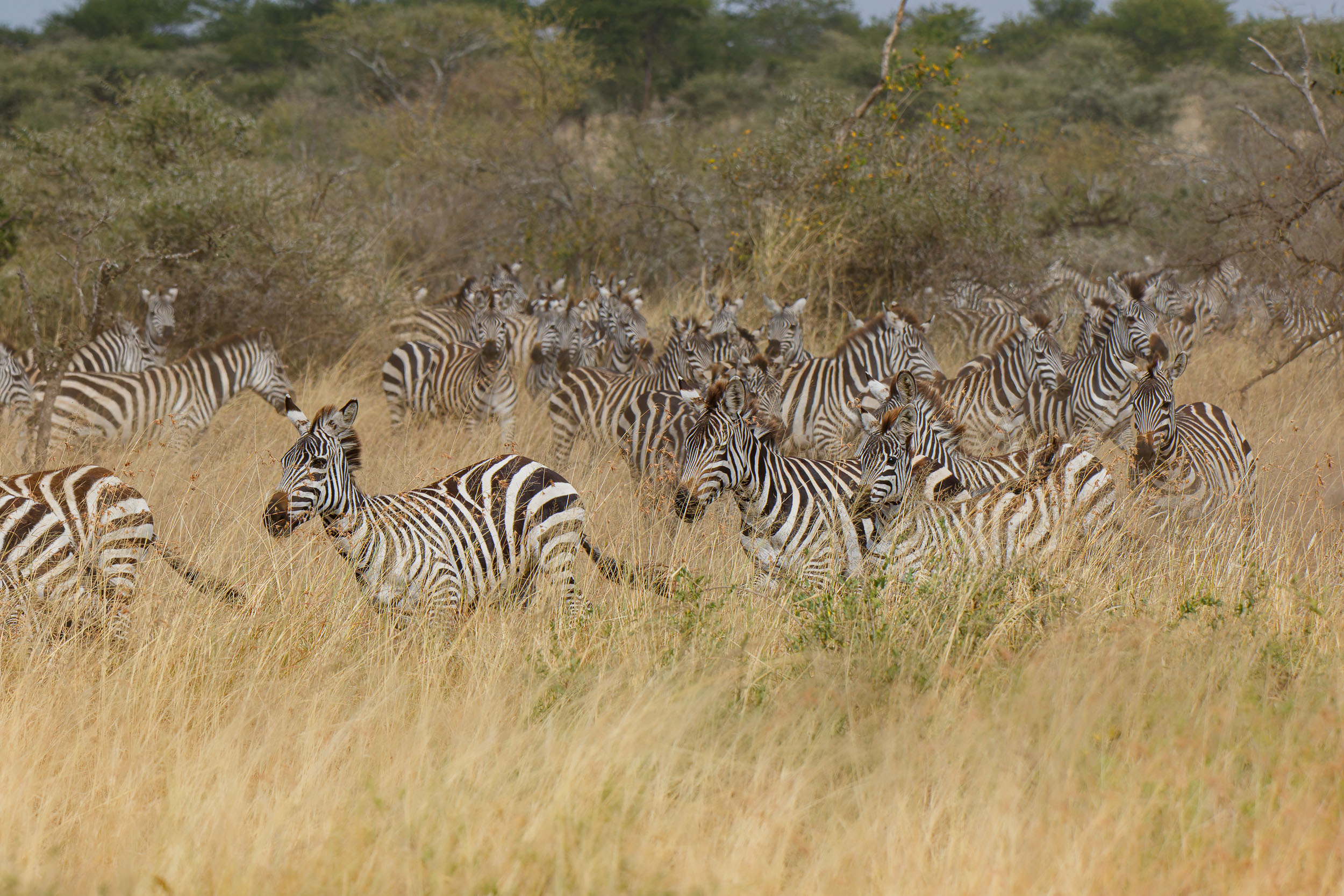 Highlights, Serengeti National Park, Seronera, Tanzania, Wildlife, Zebra