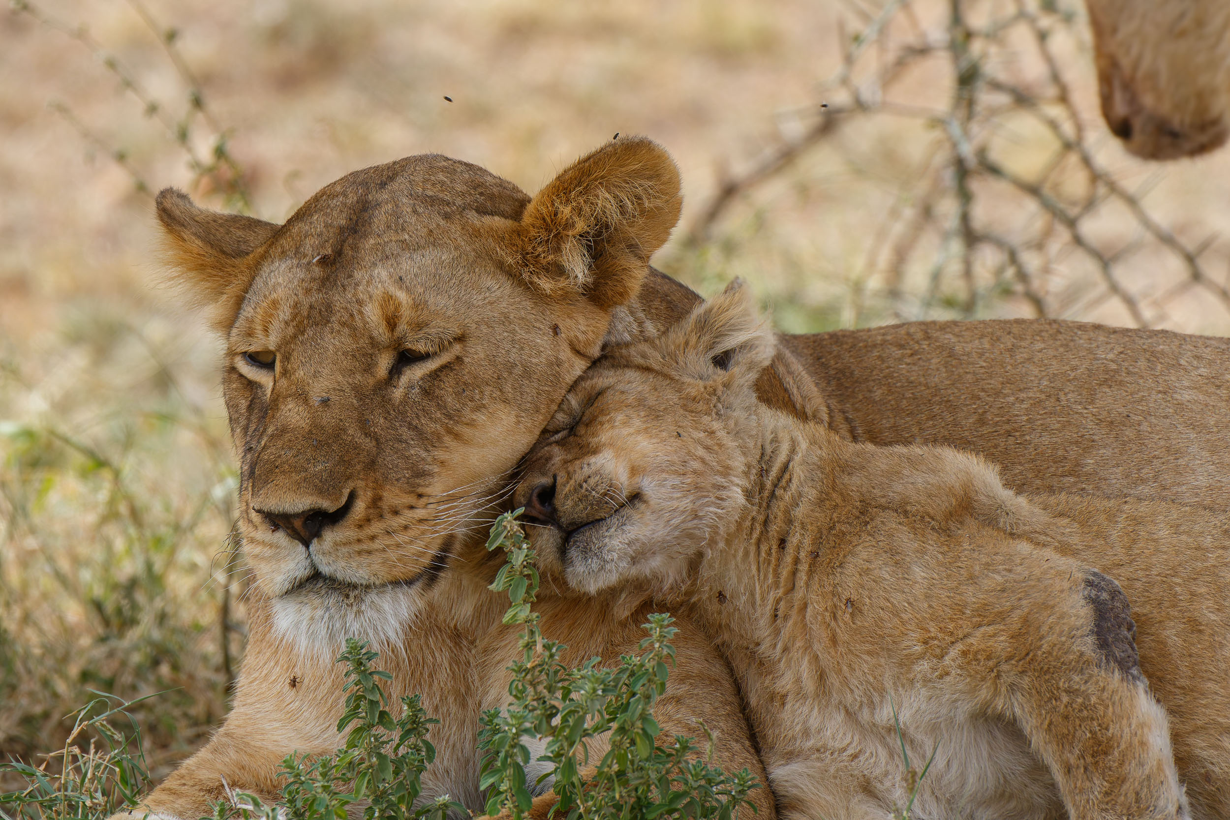 Highlights, Lion, Serengeti National Park, Seronera, Tanzania, Wildlife