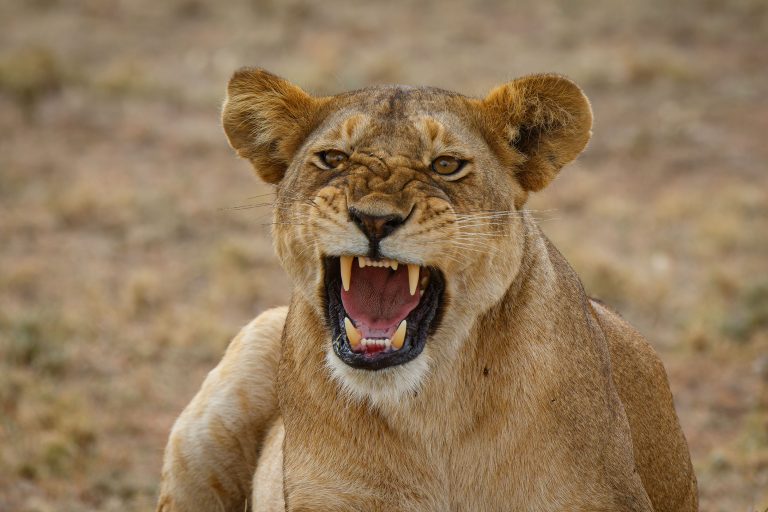 Highlights, Lion, Serengeti National Park, Seronera, Tanzania, Wildlife