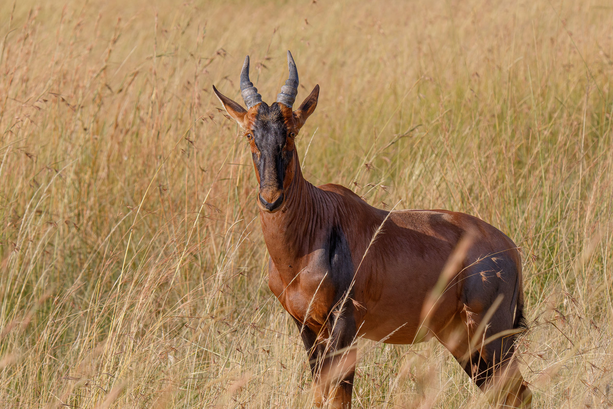Highlights, Serengeti Mara, Serengeti National Park, Tanzania, Wildlife, mara