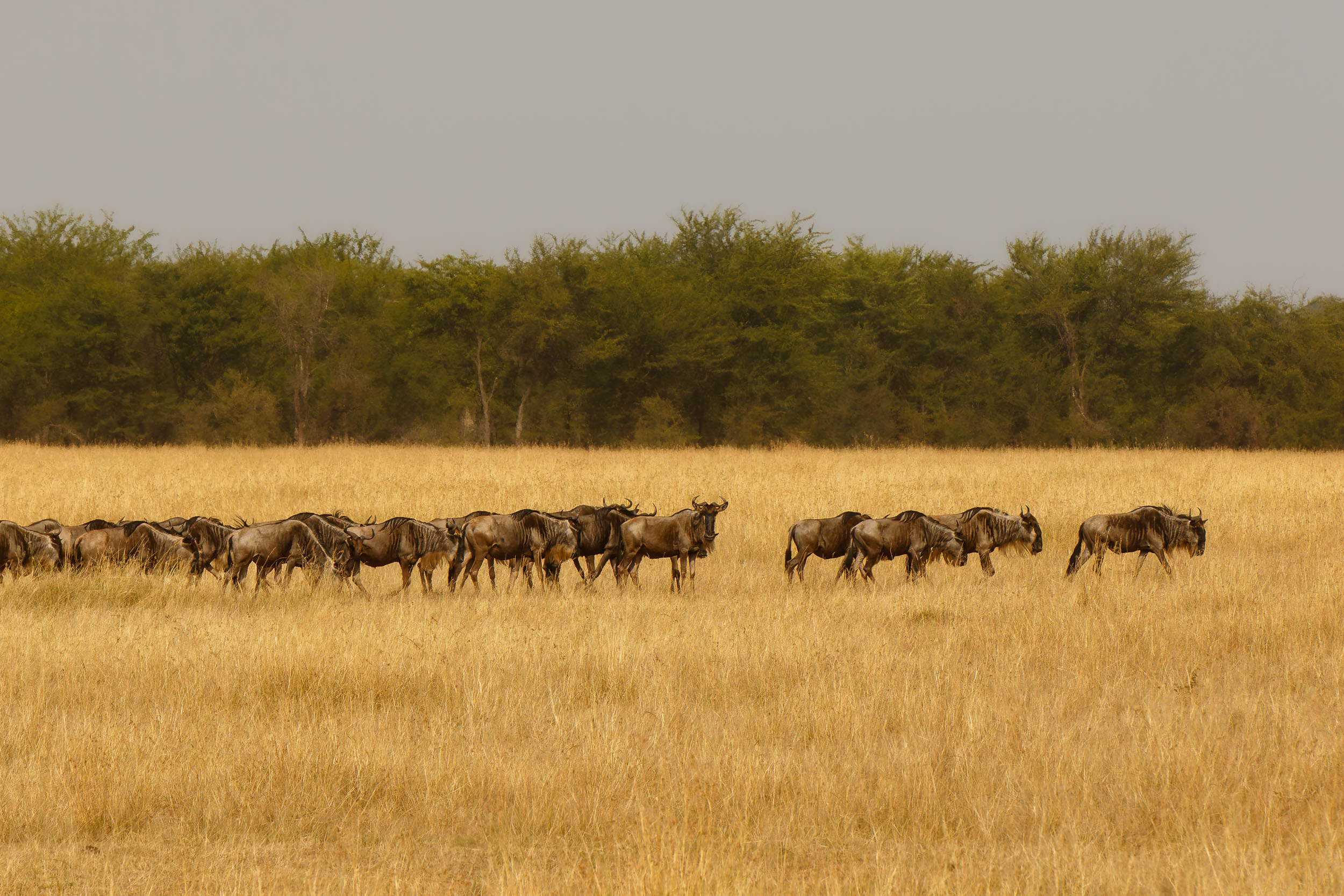 Highlights, Serengeti Mara, Serengeti National Park, Tanzania, Wildlife, mara, migration