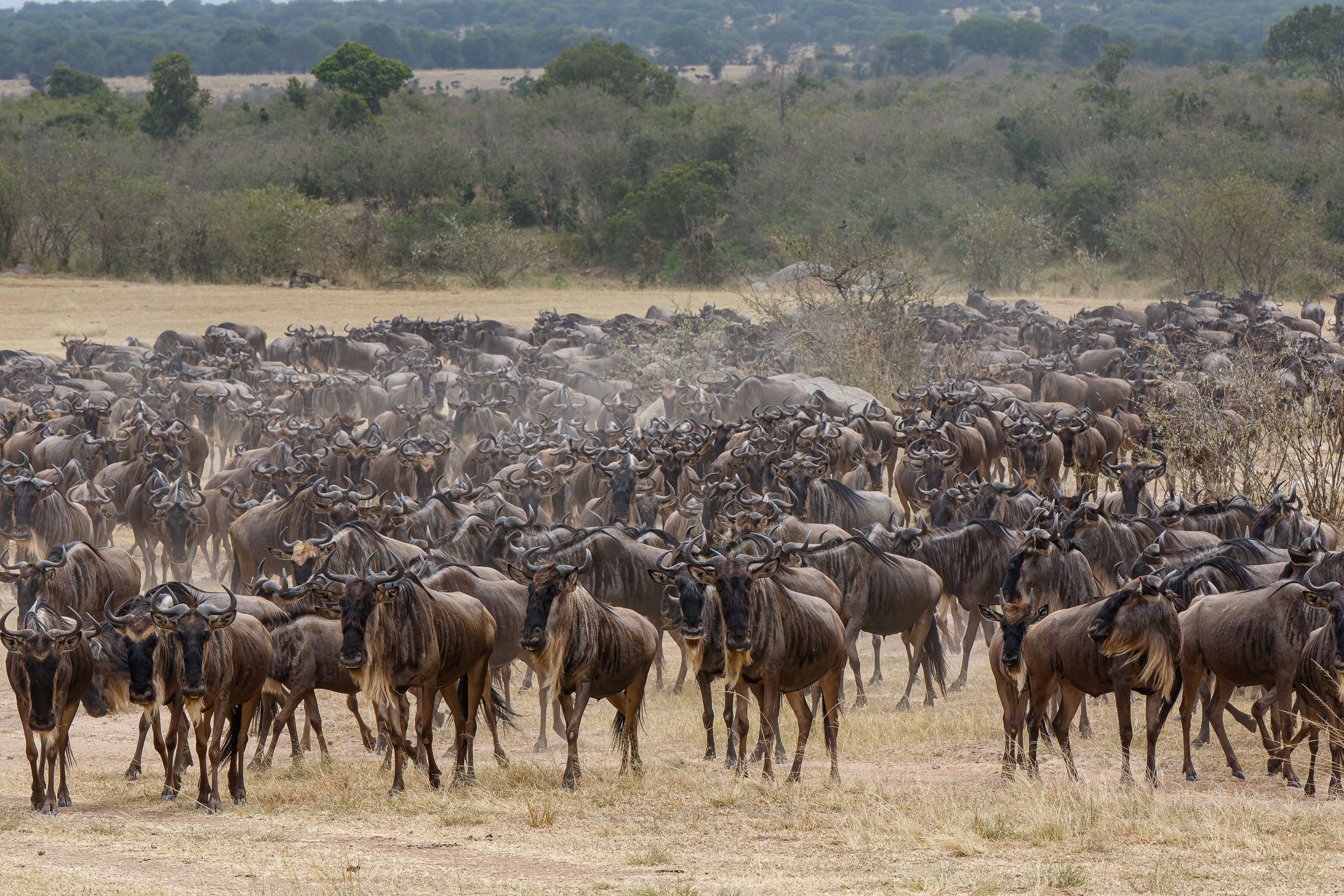 Highlights, Serengeti Mara, Serengeti National Park, Tanzania, Wildlife, mara, migration