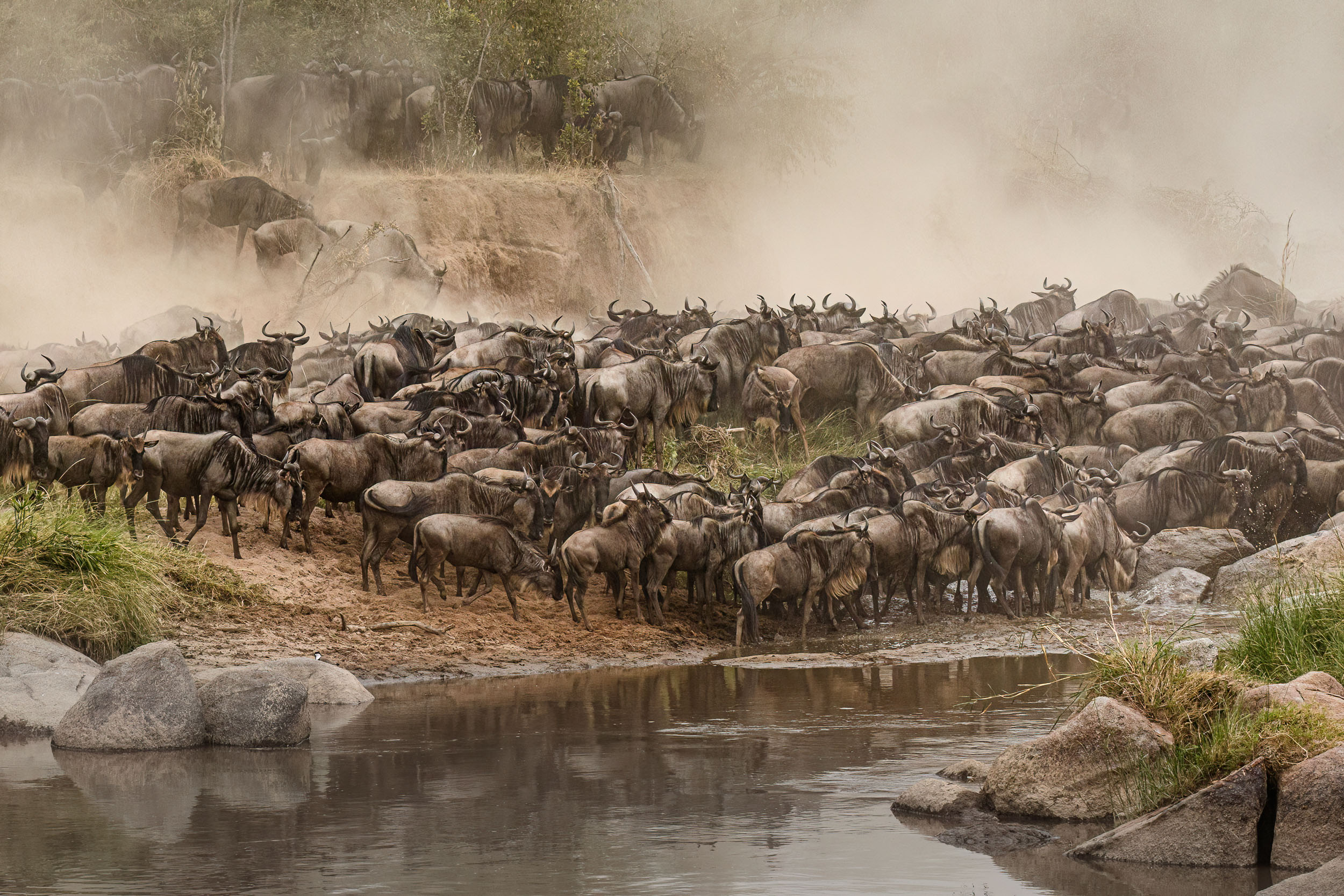 Highlights, Serengeti Mara, Serengeti National Park, Tanzania, Wildlife, mara, migration