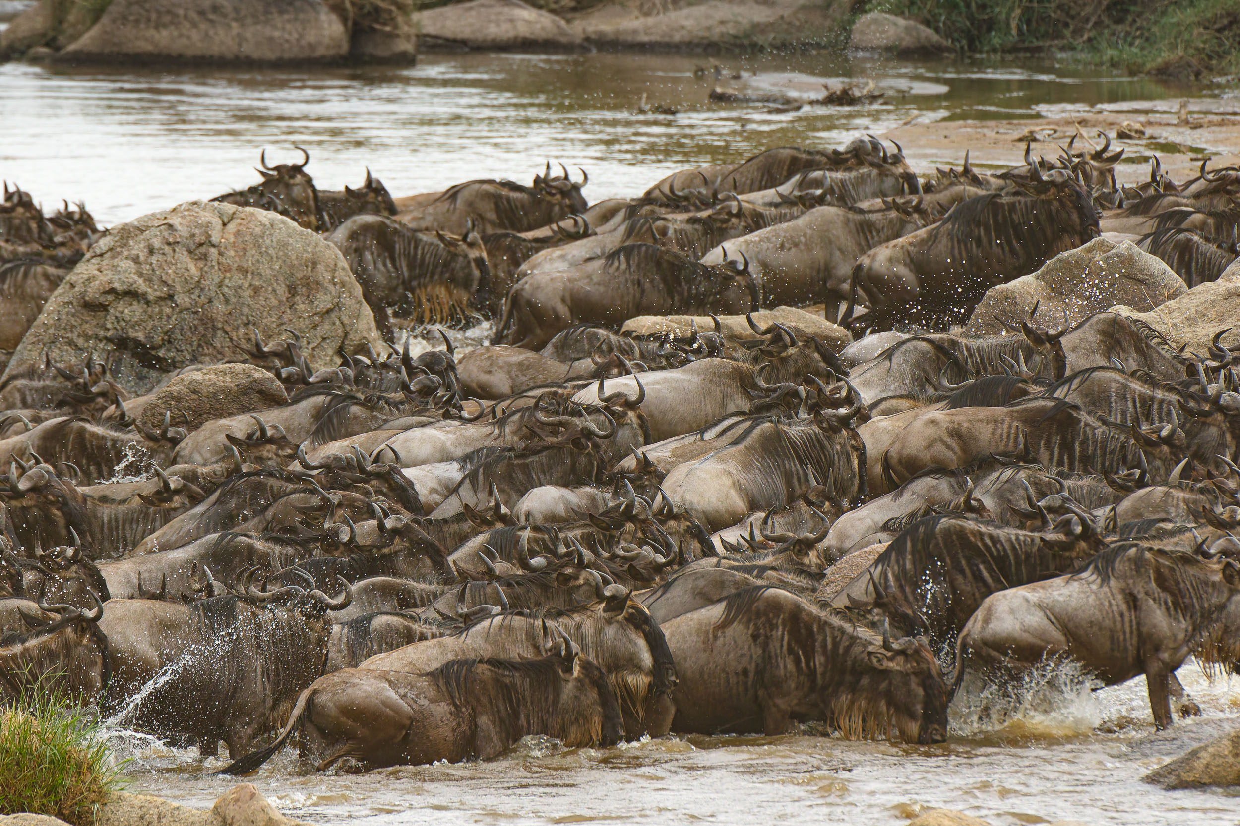 Highlights, Serengeti Mara, Serengeti National Park, Tanzania, Wildlife, mara, migration