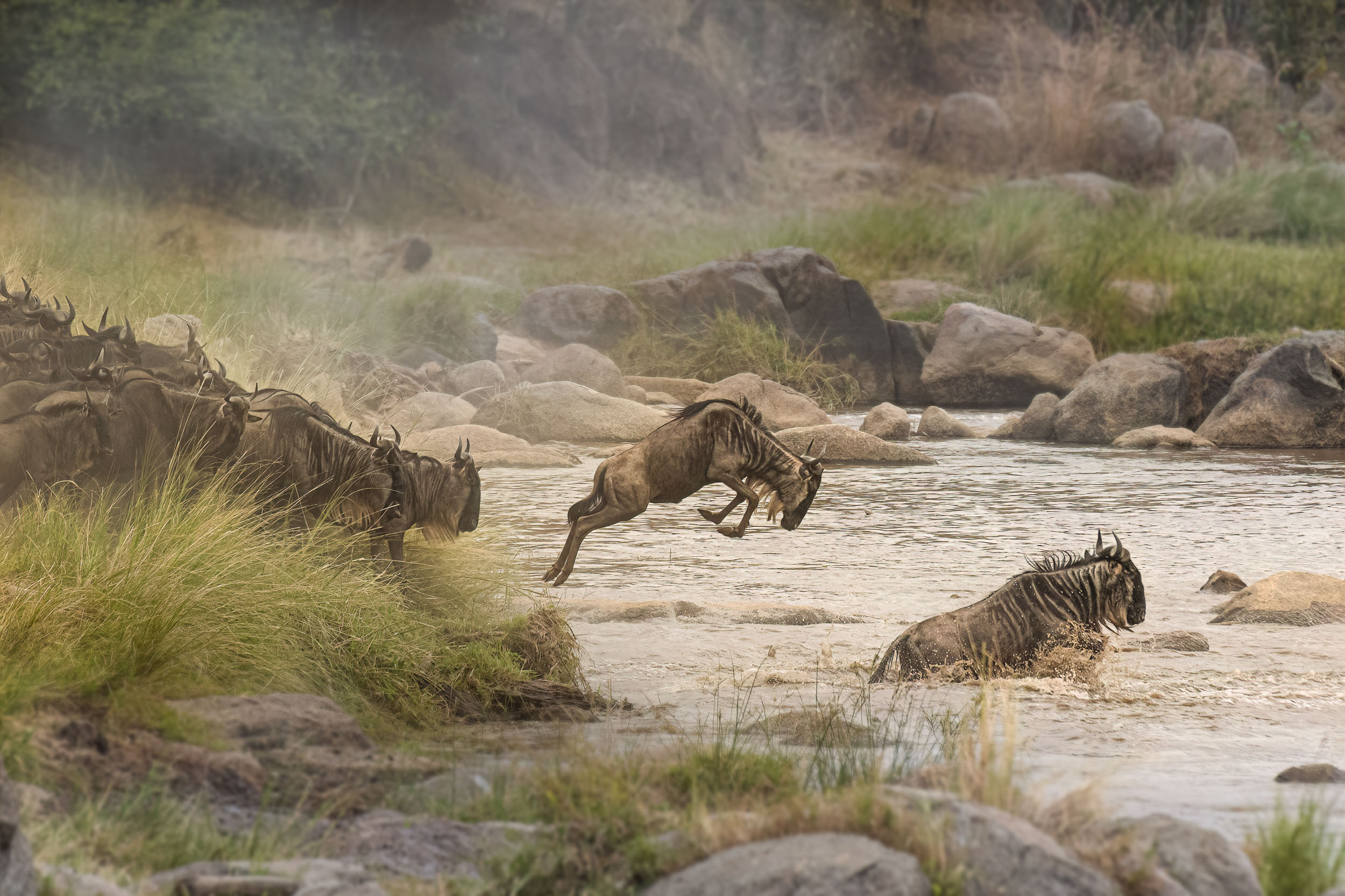 Highlights, Serengeti Mara, Serengeti National Park, Tanzania, Wildlife, mara, migration