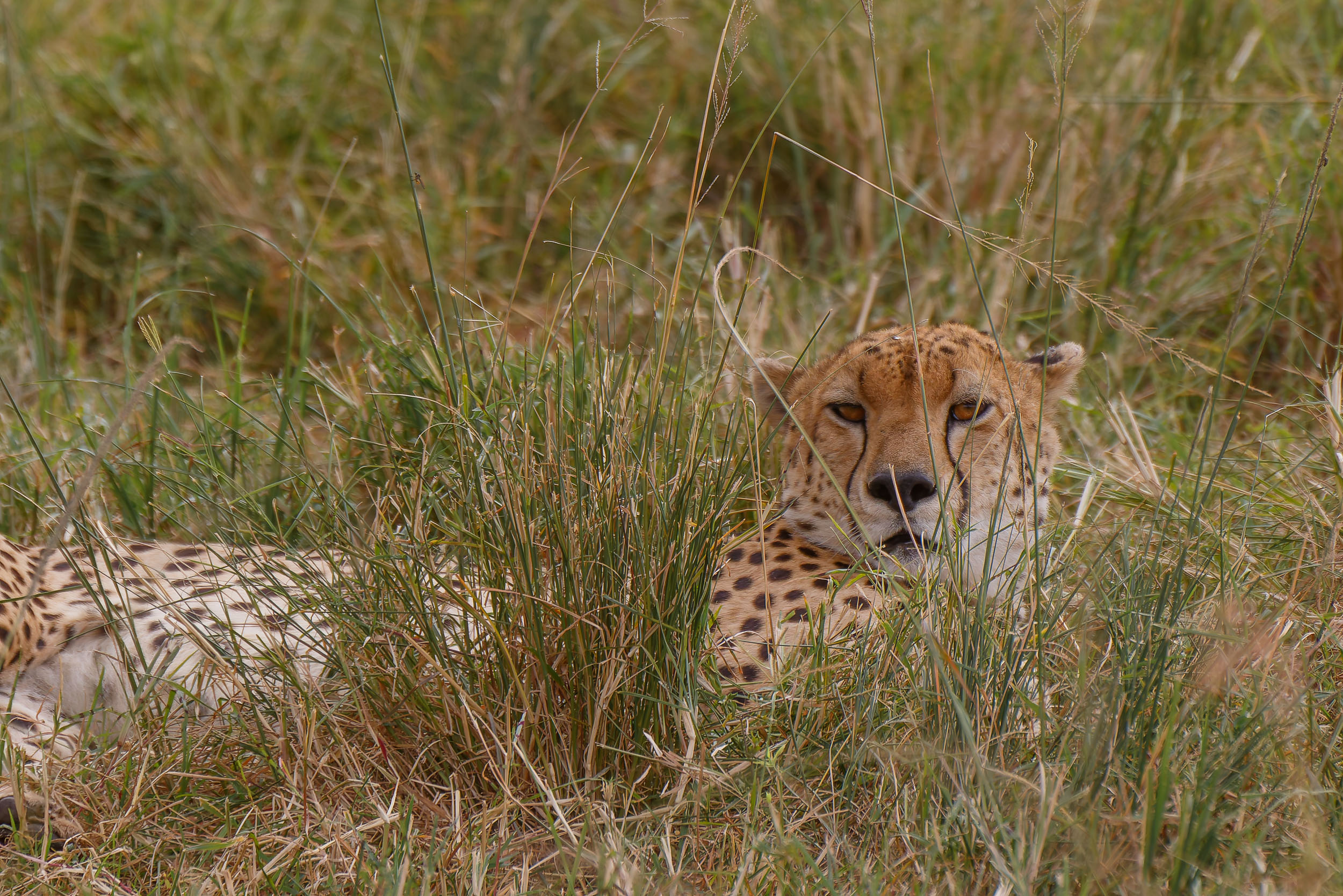 Highlights, Serengeti Mara, Serengeti National Park, Tanzania, mara, migration