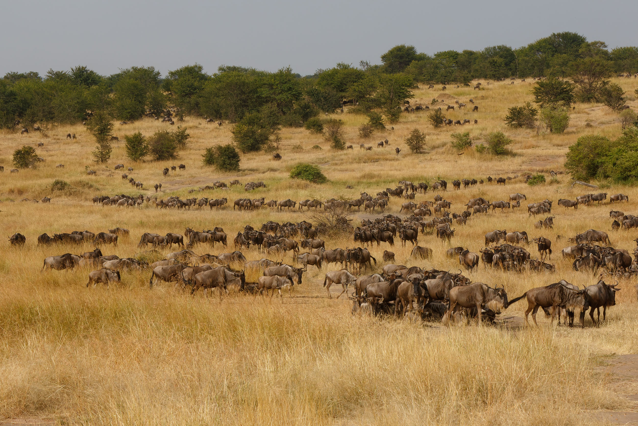 Highlights, Serengeti Mara, Serengeti National Park, Tanzania, Wildlife, mara, migration
