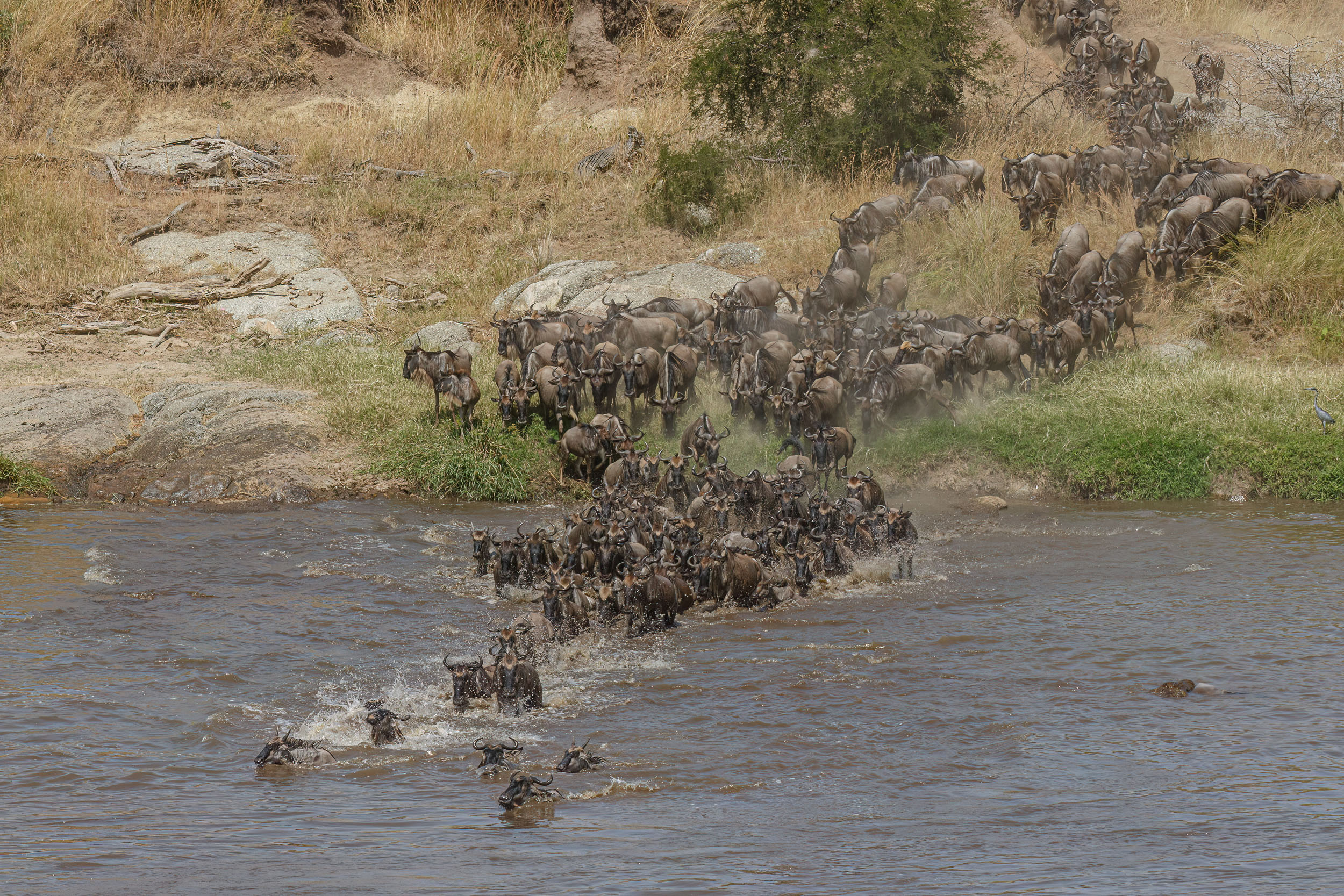 Highlights, Serengeti Mara, Serengeti National Park, Tanzania, Wildlife, mara, migration