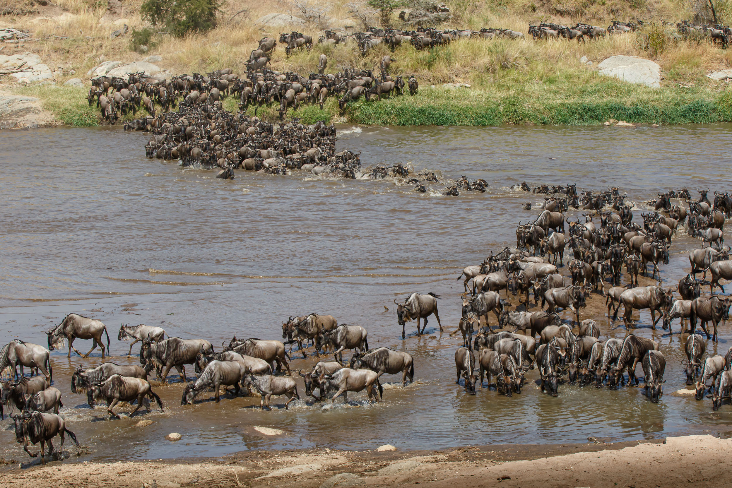 Highlights, Serengeti Mara, Serengeti National Park, Tanzania, Wildebeest, Wildlife, migration