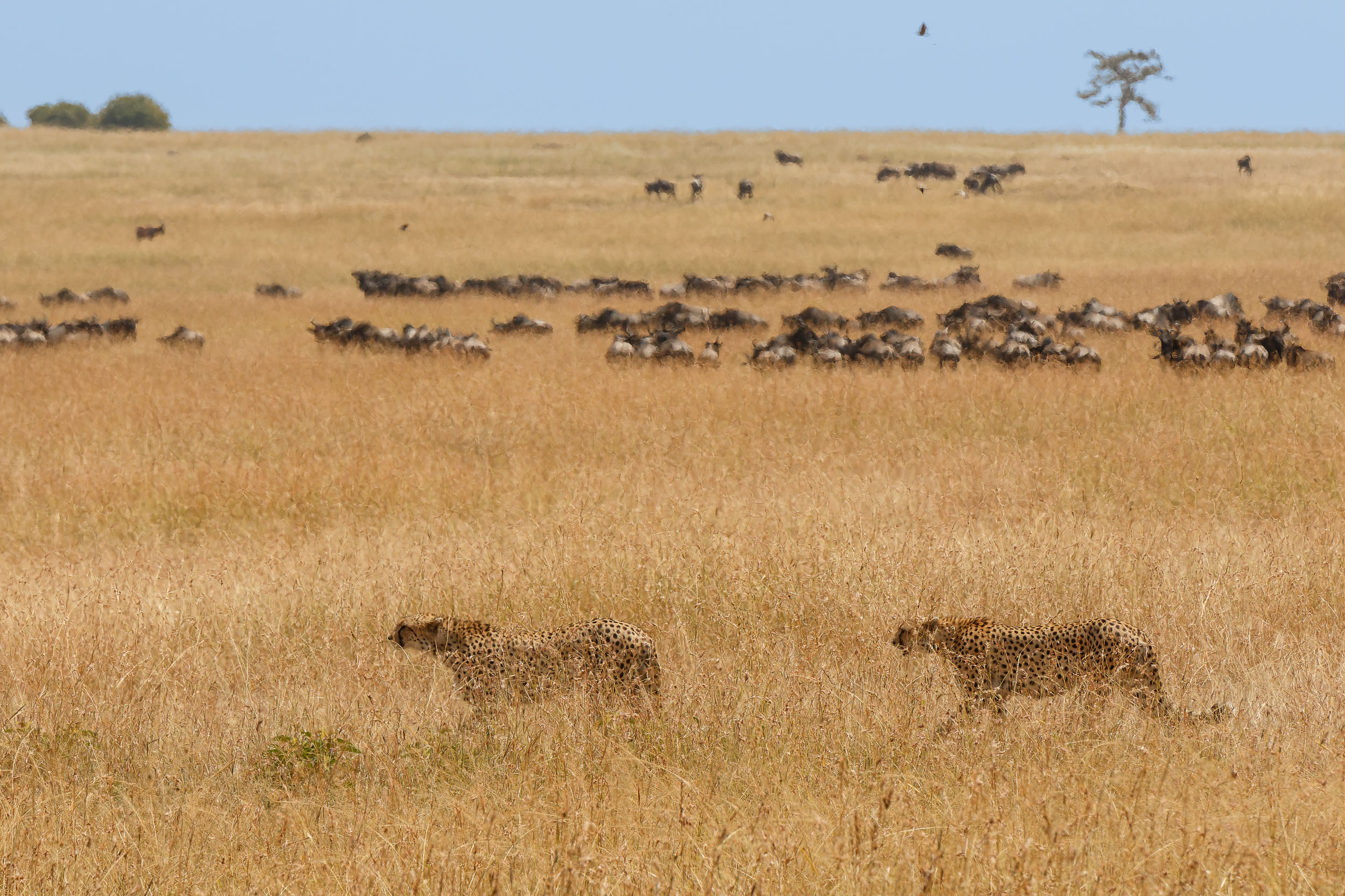 Highlights, Serengeti Mara, Serengeti National Park, Tanzania, Wildlife, mara, migration