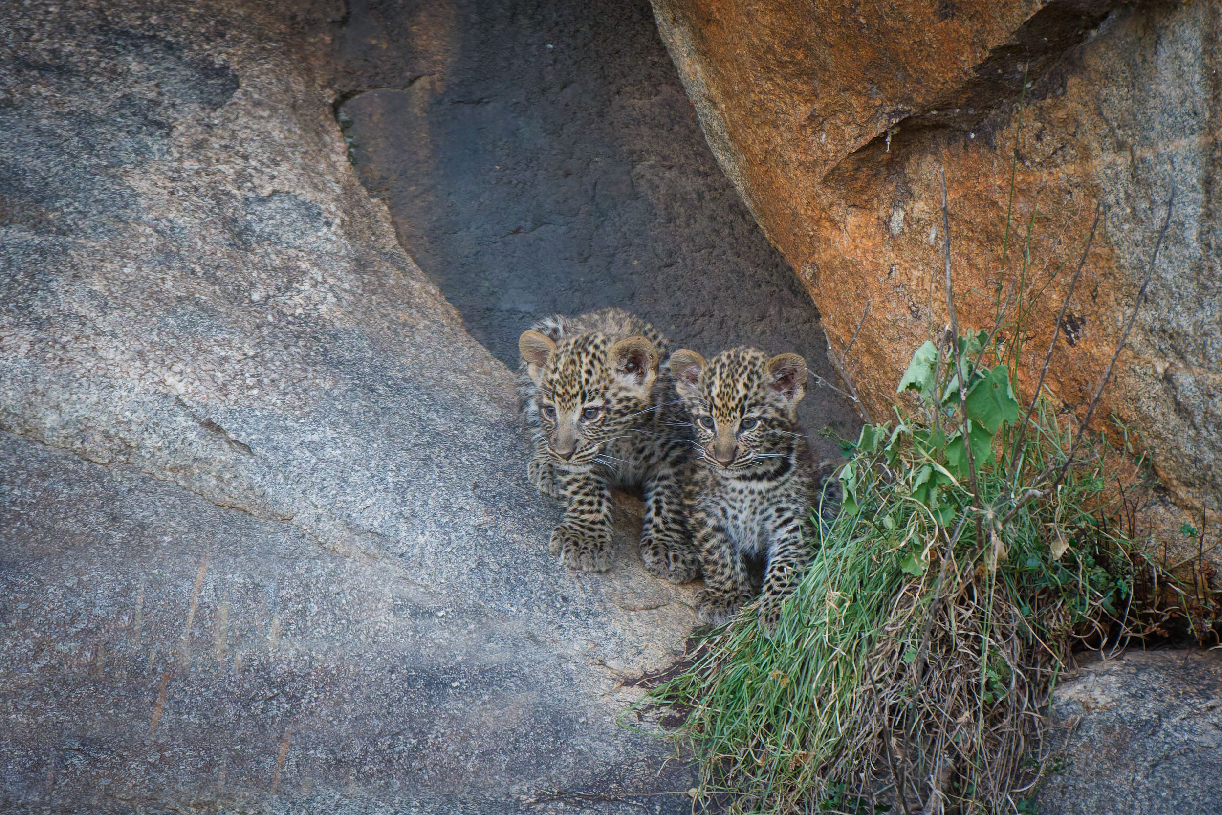 Highlights, Serengeti Mara, Serengeti National Park, Tanzania, Wildlife, mara